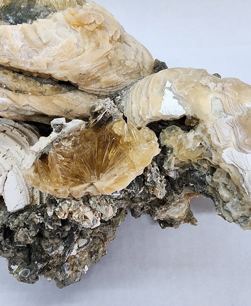 In Stone Fossils