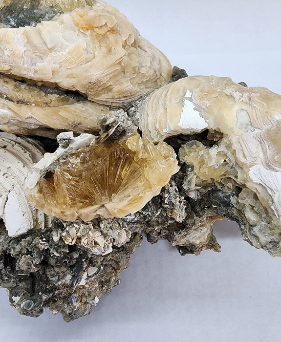 Rare Multiple Fossil Clam Shells (Mercenaria permagna) with Honey Calcite Crystals | Okeechobee, FL