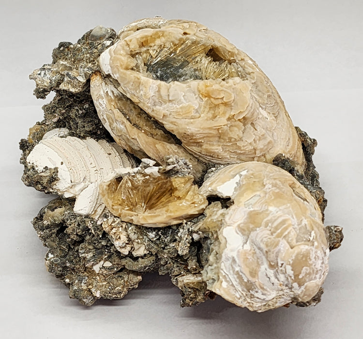 Rare Multiple Fossil Clam Shells (Mercenaria permagna) with Honey Calcite Crystals | Okeechobee, FL