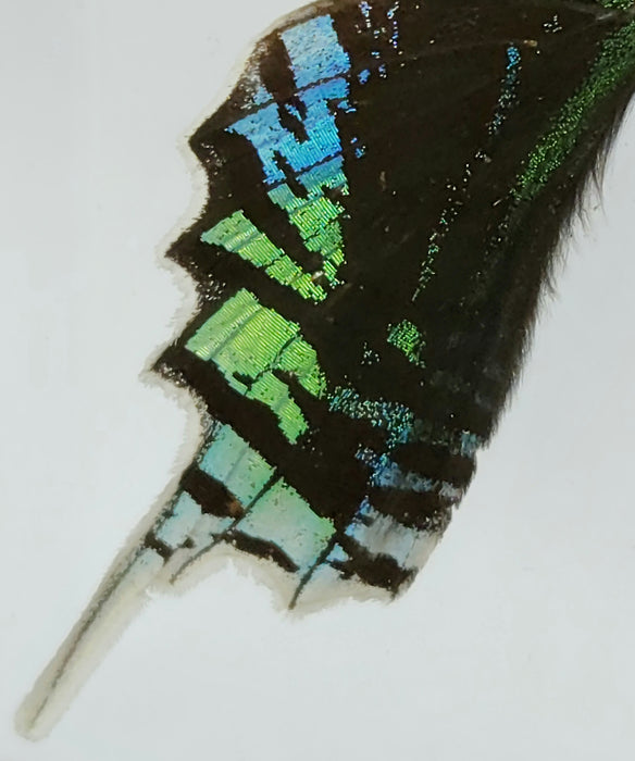 Urania leilus Moth | Medium Display
