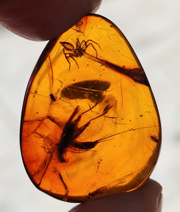 Rare Burmese Amber with Cricket, Spider and Bristletail Specimen