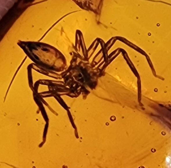 Rare Burmese Amber with Cricket, Spider and Bristletail Specimen