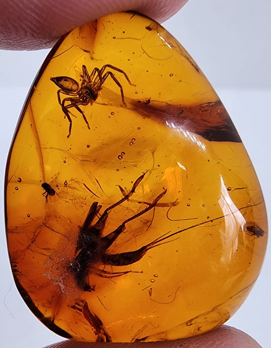 Rare Burmese Amber with Cricket, Spider and Bristletail Specimen