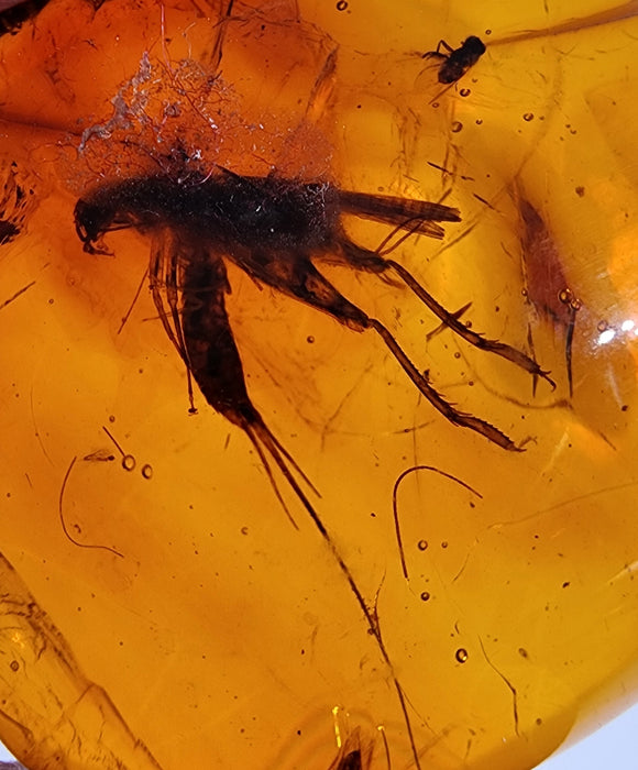 Rare Burmese Amber with Cricket, Spider and Bristletail Specimen
