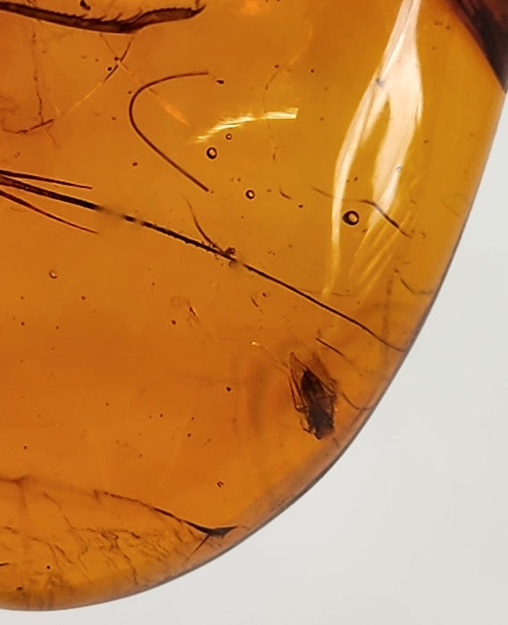 Rare Burmese Amber with Cricket, Spider and Bristletail Specimen