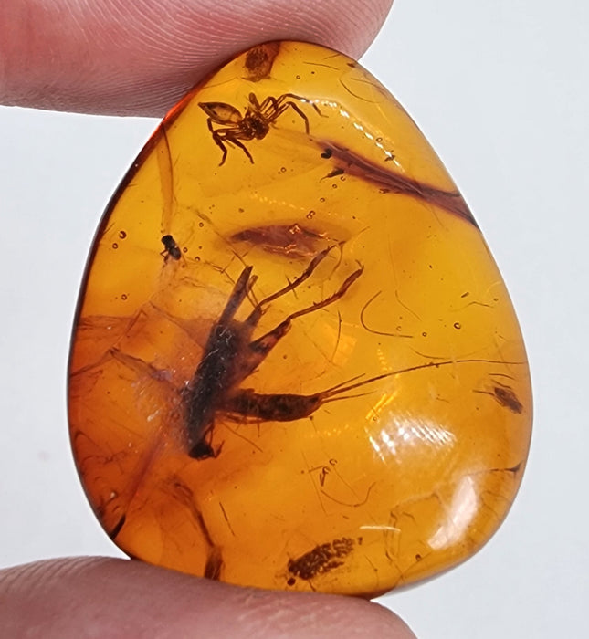 Rare Burmese Amber with Cricket, Spider and Bristletail Specimen