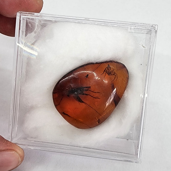 Rare Burmese Amber with Cricket, Spider and Bristletail Specimen