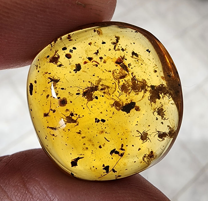 Rare Burmese Amber Spiderling Specimen