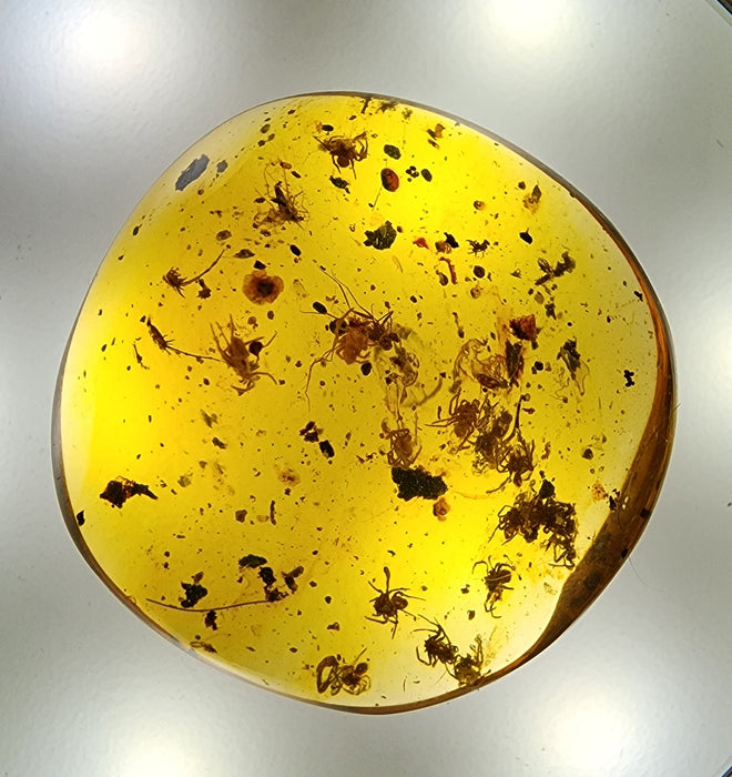 Rare Burmese Amber Spiderling Specimen