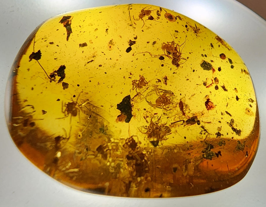 Rare Burmese Amber Spiderling Specimen