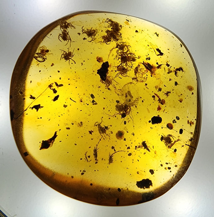 Rare Burmese Amber Spiderling Specimen