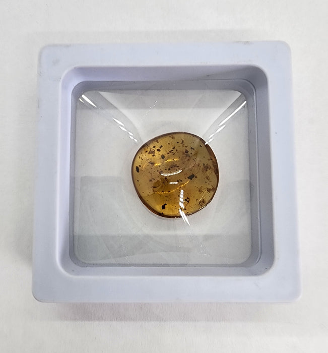 Rare Burmese Amber Spiderling Specimen