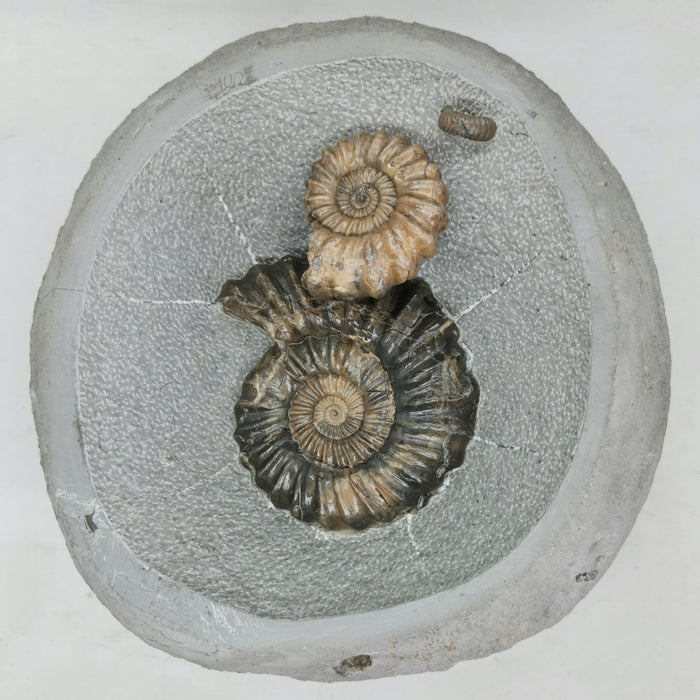 Rare Ammonites in Concretion | Androgynoceras lataecosta | England