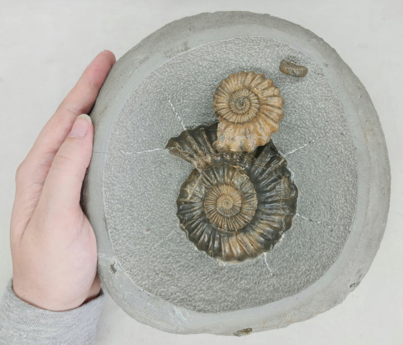 Rare Ammonites in Concretion | Androgynoceras lataecosta | England