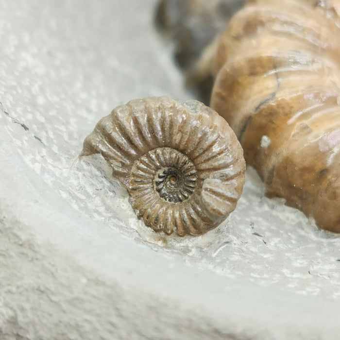 Rare Ammonites in Concretion | Androgynoceras lataecosta | England