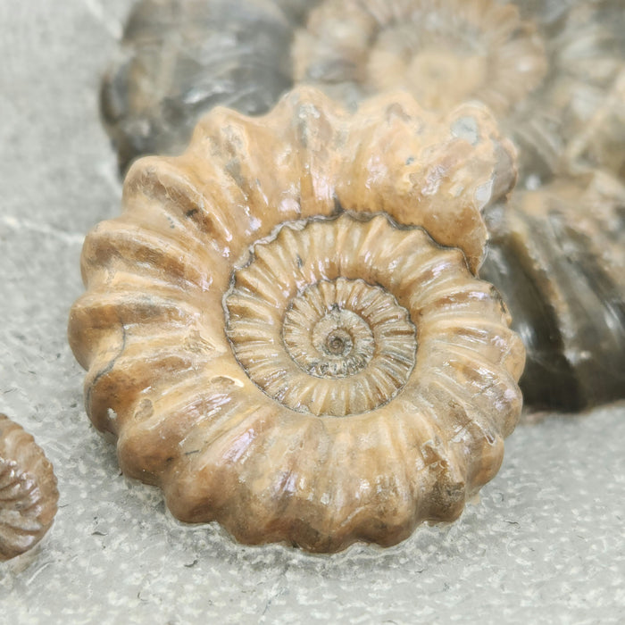 Rare Ammonites in Concretion | Androgynoceras lataecosta | England