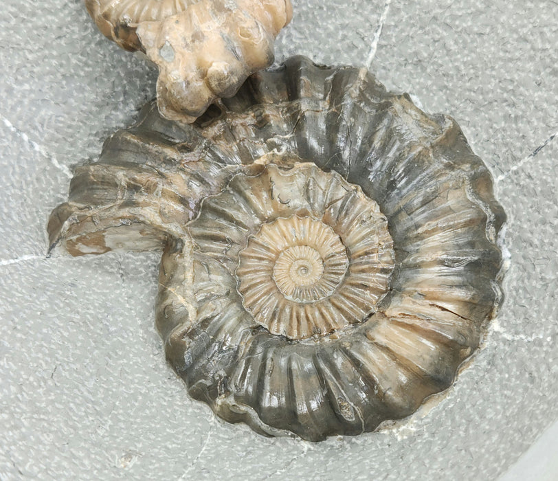 Rare Ammonites in Concretion | Androgynoceras lataecosta | England