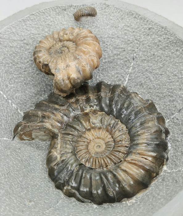 Rare Ammonites in Concretion | Androgynoceras lataecosta | England