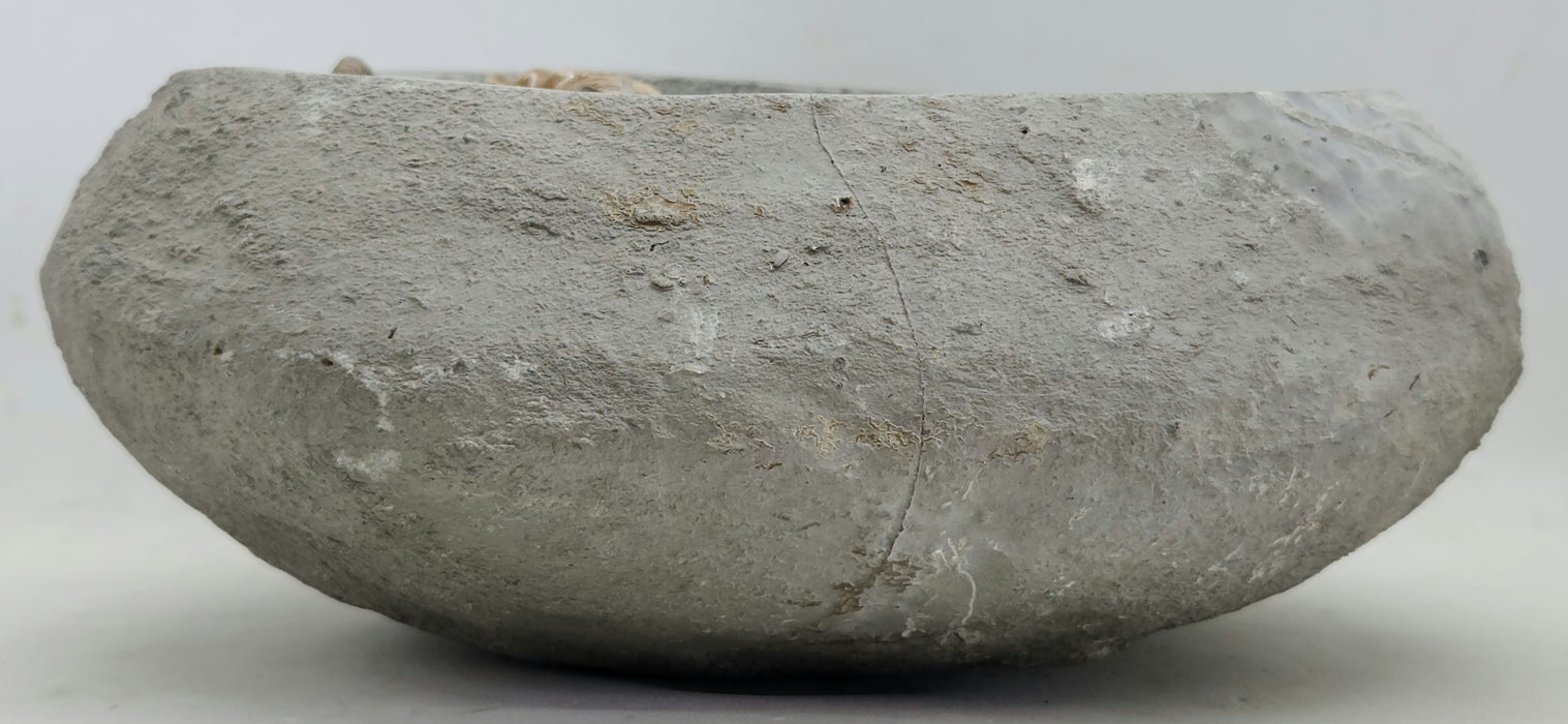 Rare Ammonites in Concretion | Androgynoceras lataecosta | England