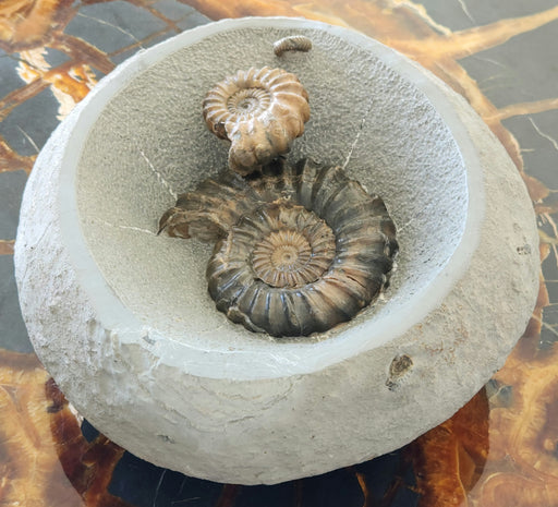 In Stone Fossils
