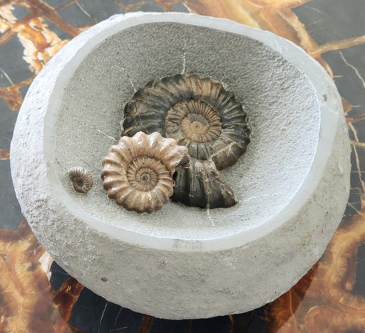 In Stone Fossils