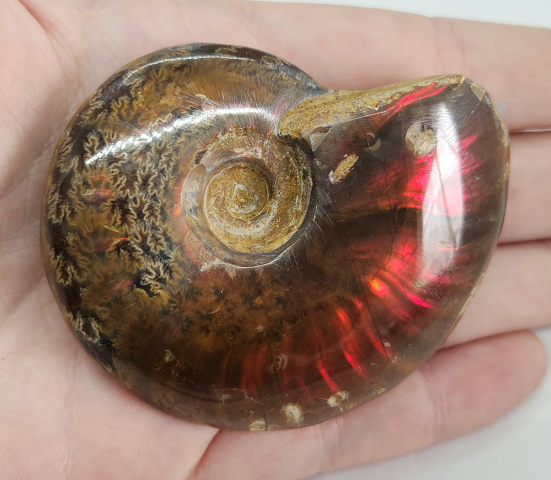 Fire Ammonites - Small | Medium | Large | Extra Large