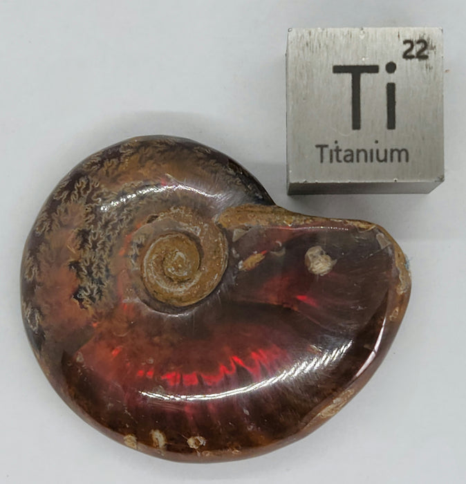 Fire Ammonites - Small | Medium | Large | Extra Large