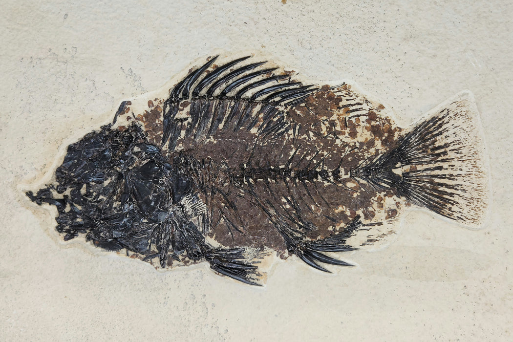 9.5" Priscacara serrata Fossil Fish | Green River Formation | Natural Specimen