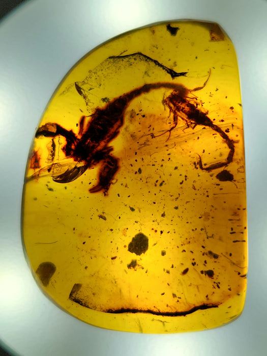 Rare Burmese Amber Scorpion Pair