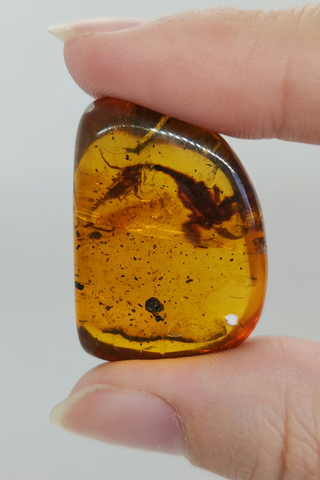 Rare Burmese Amber Scorpion Pair