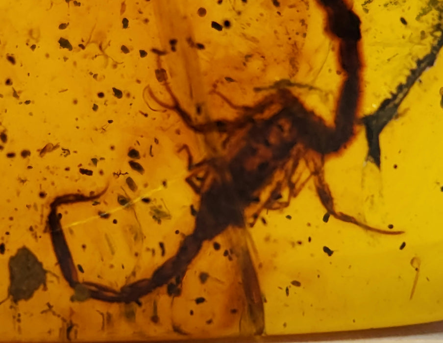 Rare Burmese Amber Scorpion Pair