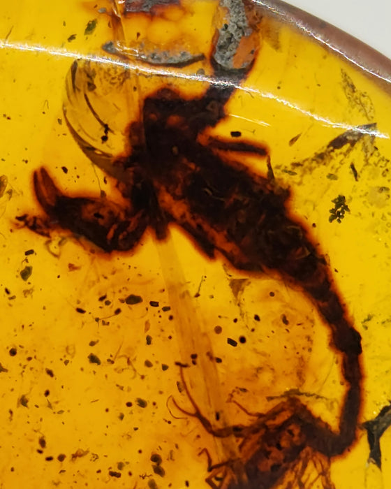 Rare Burmese Amber Scorpion Pair