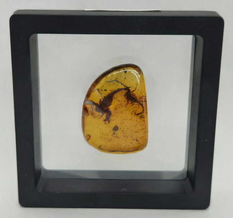 Rare Burmese Amber Scorpion Pair