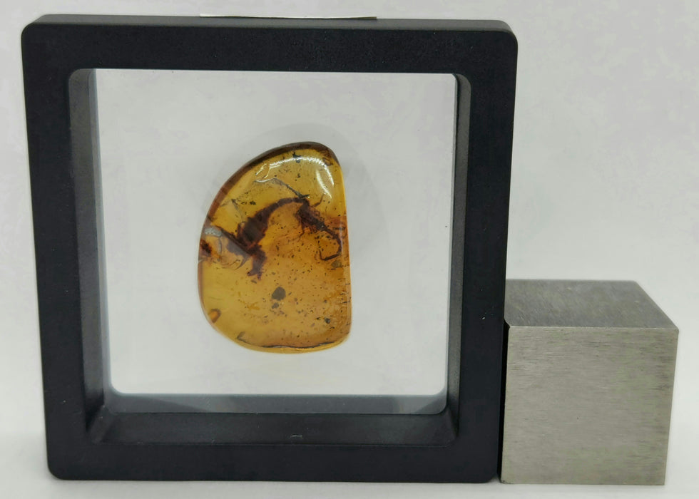 Rare Burmese Amber Scorpion Pair