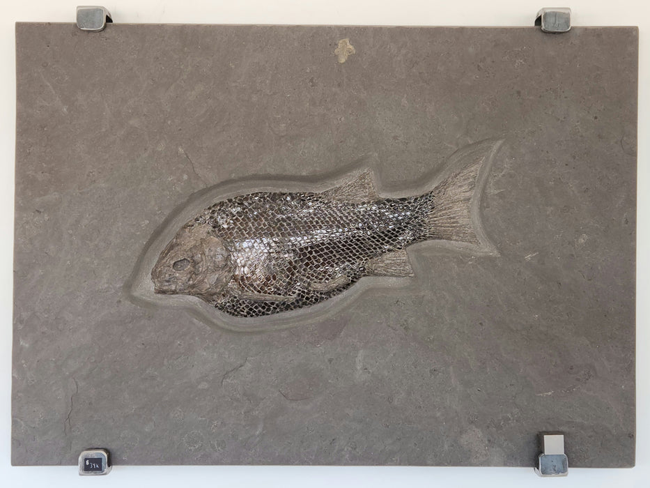 Jurassic Fish | Lepidotes | Germany