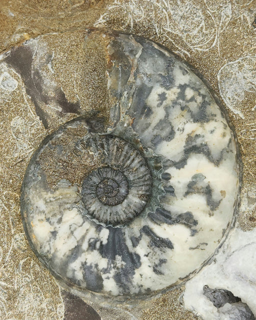 In Stone Fossils