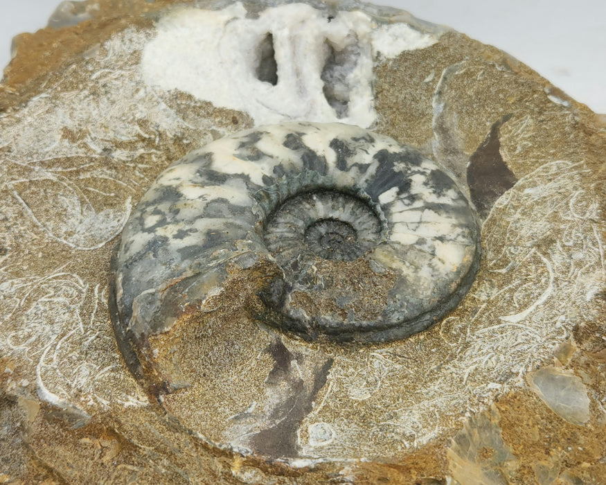 Aegasteroceras sagittarium Ammonite | England
