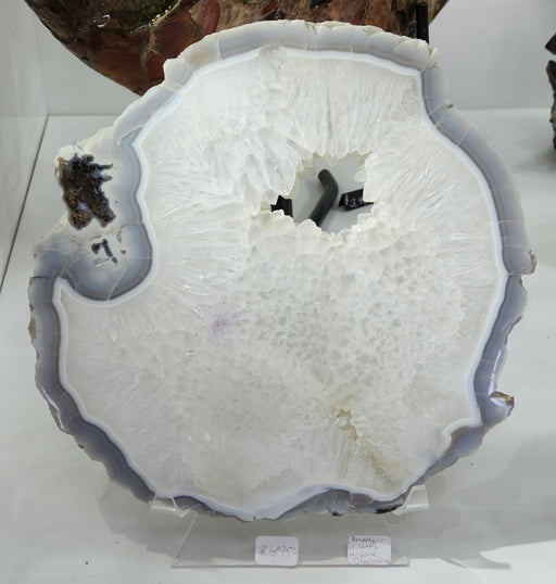 In Stone Fossils