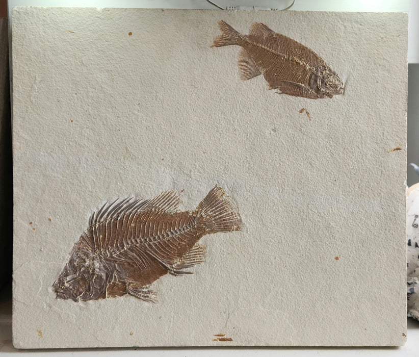 Priscacara serrata and Phareodus testis | Green River Formation | Wyoming