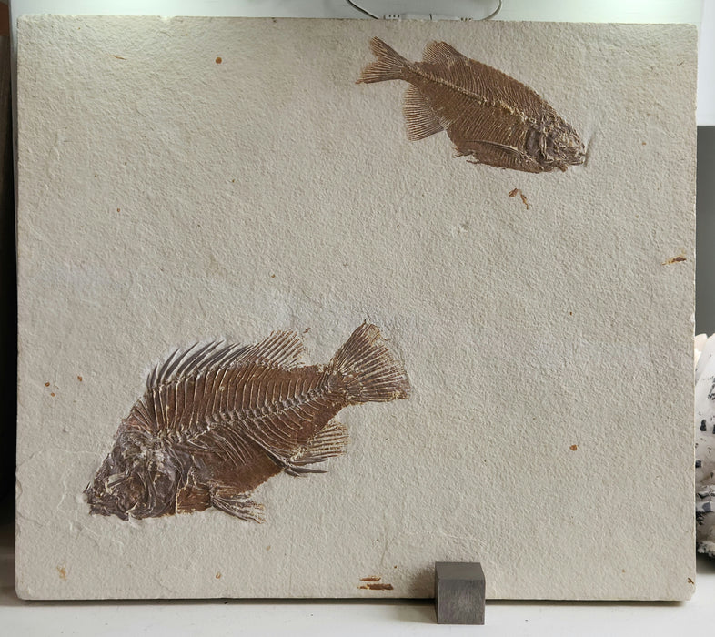 Priscacara serrata and Phareodus testis | Green River Formation | Wyoming