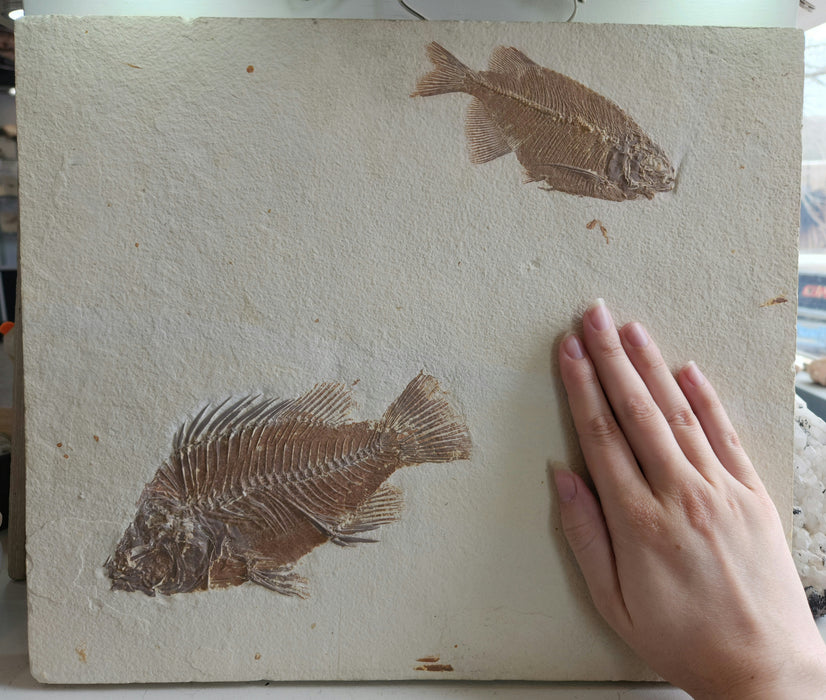 Priscacara serrata and Phareodus testis | Green River Formation | Wyoming