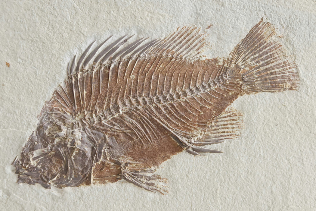 Priscacara serrata and Phareodus testis | Green River Formation | Wyoming