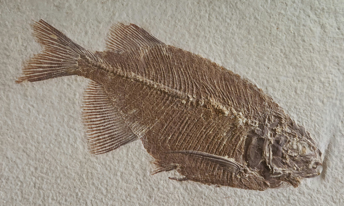 Priscacara serrata and Phareodus testis | Green River Formation | Wyoming