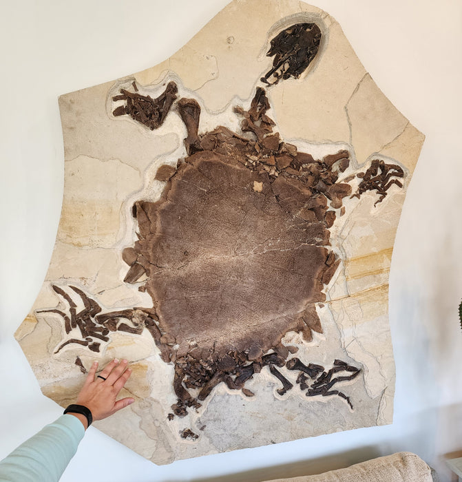 Rare Adult Axestemys byssinus Turtle | Green River Formation