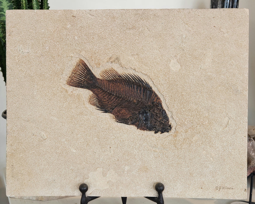 8.5" Priscacara serrata | Green River Formation | Wyoming