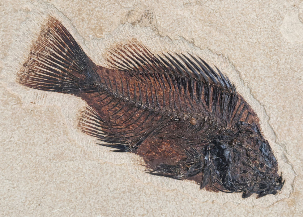 8.5" Priscacara serrata | Green River Formation | Wyoming