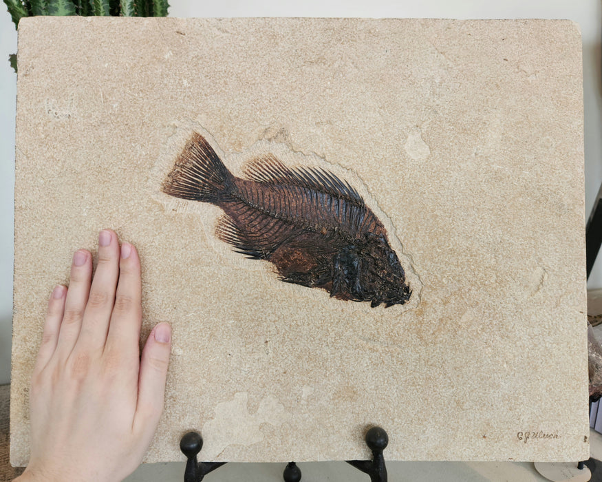 8.5" Priscacara serrata | Green River Formation | Wyoming