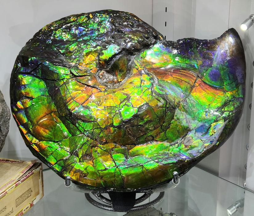 Canadian Ammonite with Ammolite Gem Specimen | Canada
