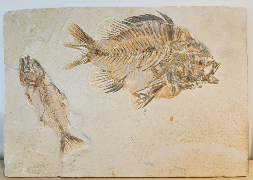 Huge Priscacara serrata and Mioplosus labracoides | Green River Formation | Wyoming
