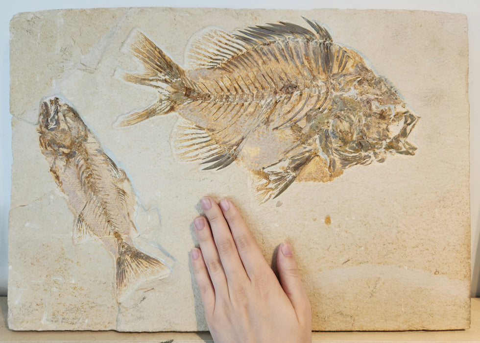 Huge Priscacara serrata and Mioplosus labracoides | Green River Formation | Wyoming